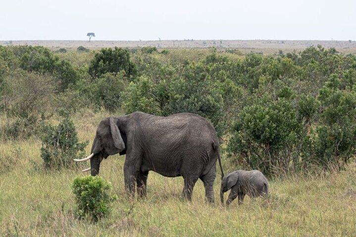 3 Day Masai Mara Daily Budget Safaris on 4x4 with No Park Fees