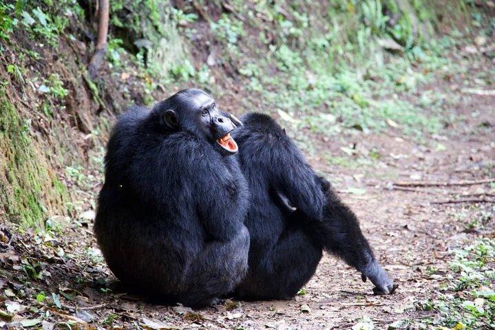 2 Days Chimpanzee trekking & Canopy Walk in Nyungwe National Park
