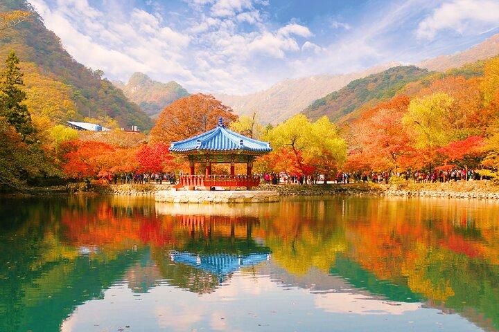 Naejangsan Autumn Foliage Day Tour from Seoul or Busan