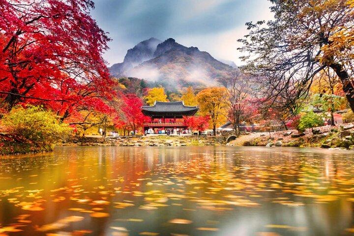 Naejangsan Autumn Foliage Day Tour from Seoul or Busan