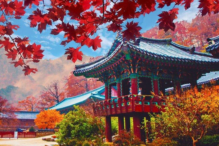 Naejangsan Autumn Foliage Day Tour from Seoul or Busan