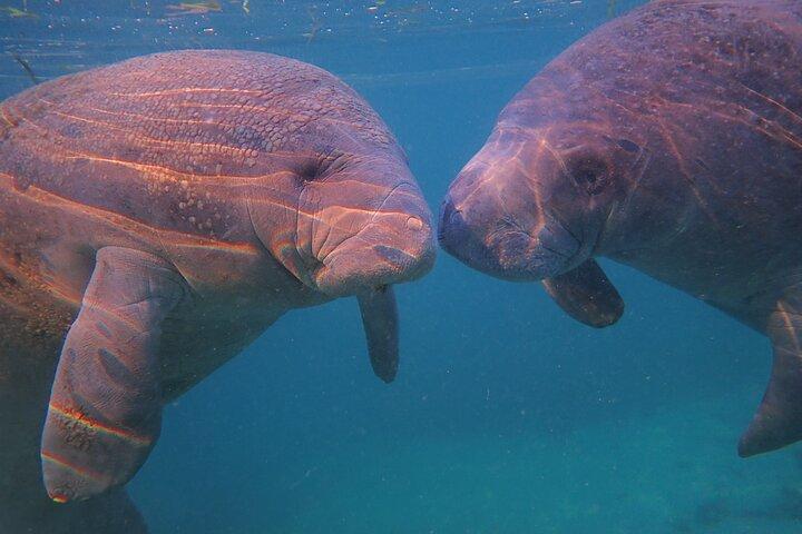 All-inclusive 6-person Manatee Swim Tour with Free Photos