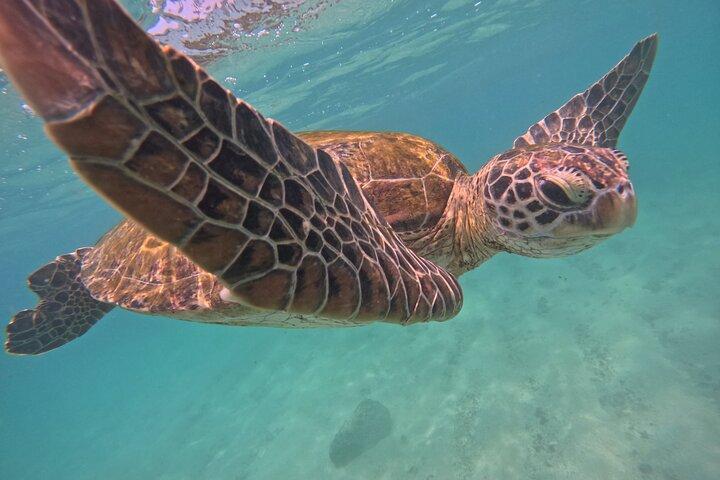 Hikkaduwa Unforgettable Snorkeling Experience