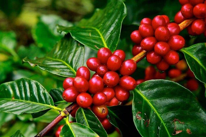 Visit Materuni Waterfall with Chimbo (origin) Point & Coffee Tour