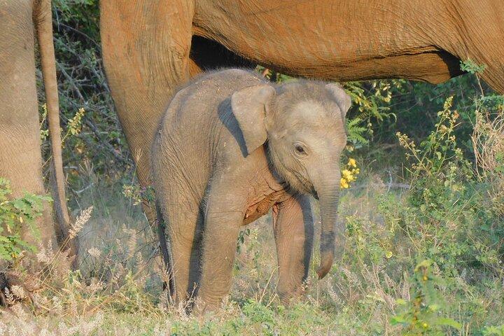 Yala National Park Safari Tour From Hambantota port
