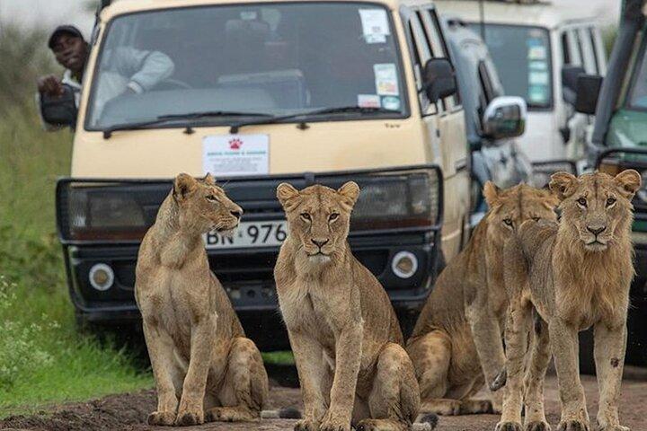 6 days Masai Mara Lake Nakuru & Naivasha Safari Boat Ride