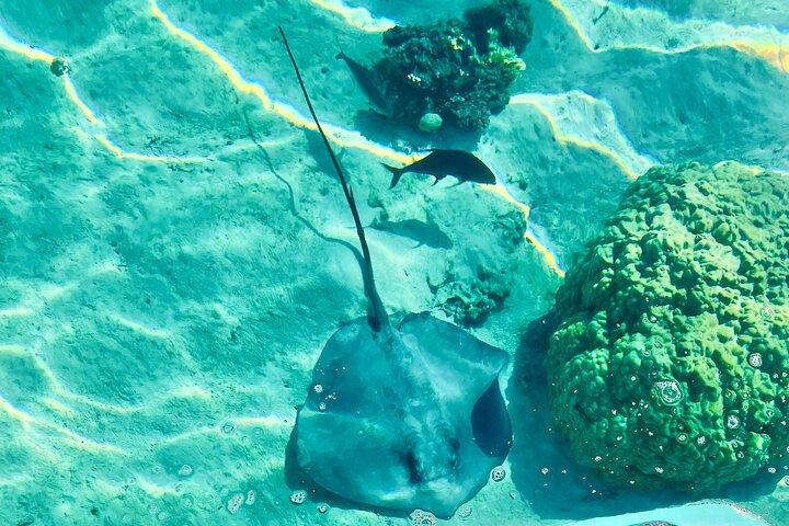 Private Excursion with E-Board in Moorea with snorkeling