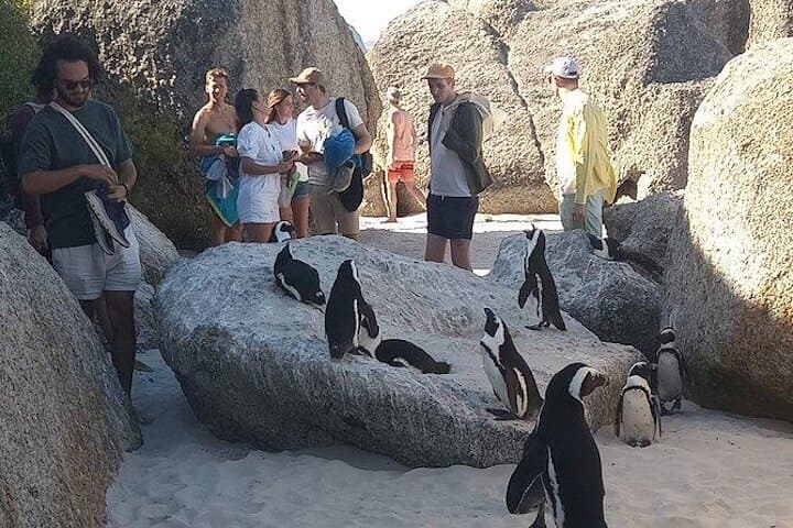 Private Tour: Penguins, Cape Point and Cape of Good Hope