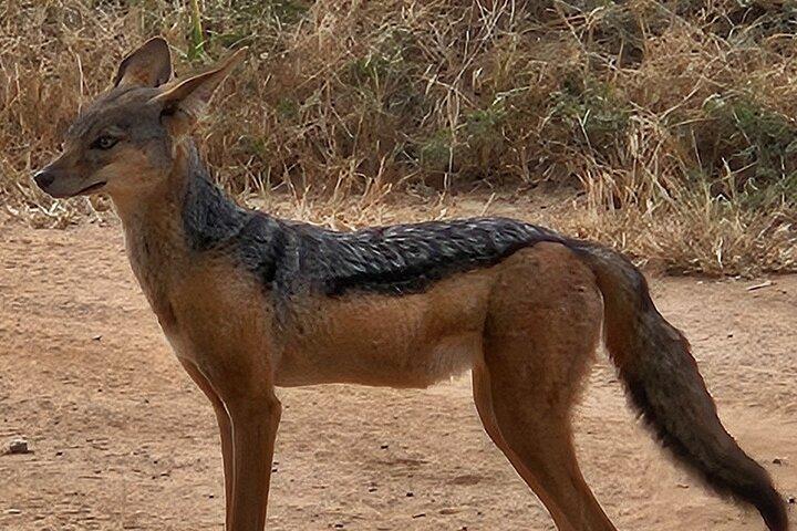 6 Days Luxury Safari Through Iconic Parks in Northern Tanzania
