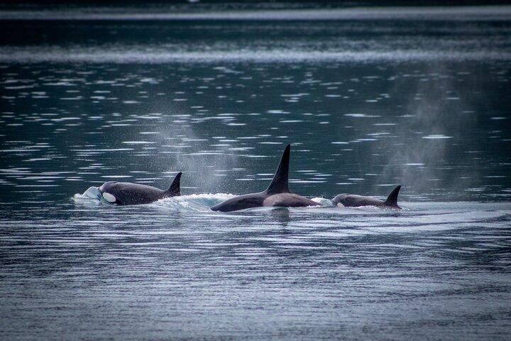 Prince William Sound 26 Glacier Cruise, Self-Drive