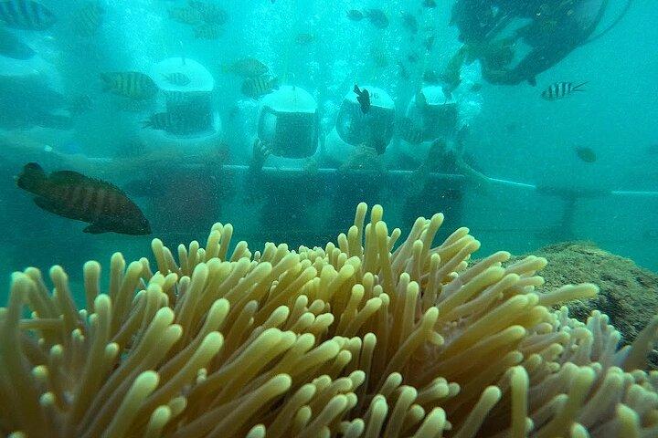 Dreamer Island Snorkel, Leisure and Watersport from Kota Kinabalu