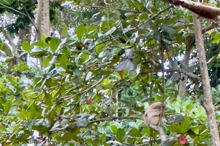 Sloths & Limón Highlights: Wildlife & Culture Tour