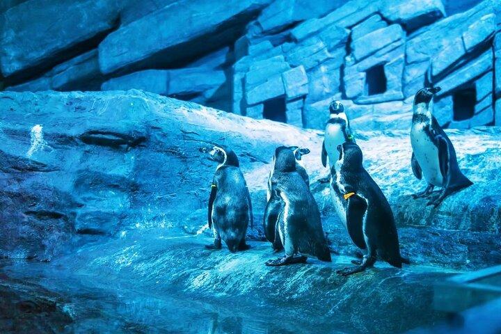 Aquaria Phuket Ticket