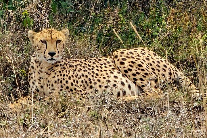 Kilimanjaro & Elephants: 3-Day Amboseli & Nairobi Safari