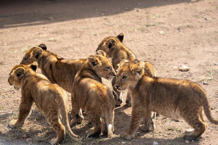 7 Day Wildebeest Calving Migration Safari