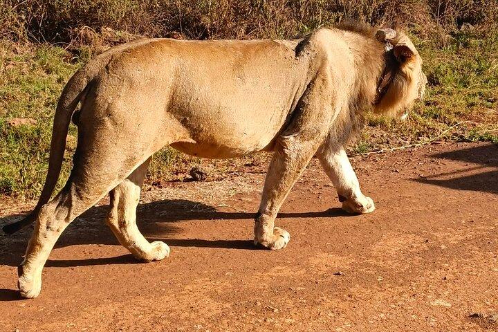 Olepejeta Conservancy 3 day safari