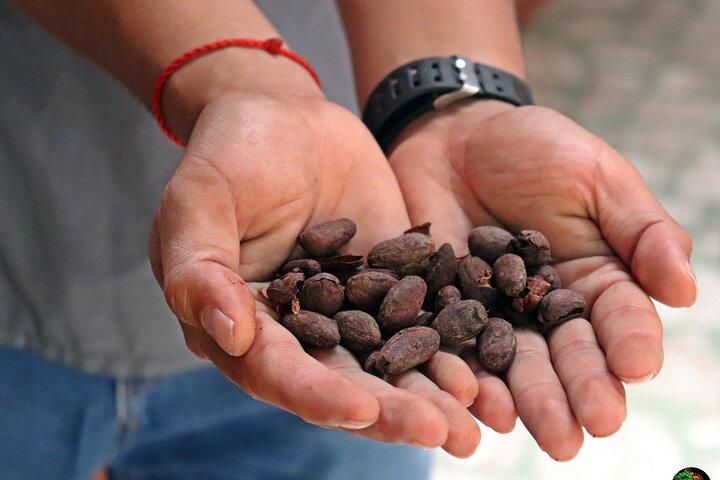Monteverde : Coffee Tour + Chocolate + Cane Juice