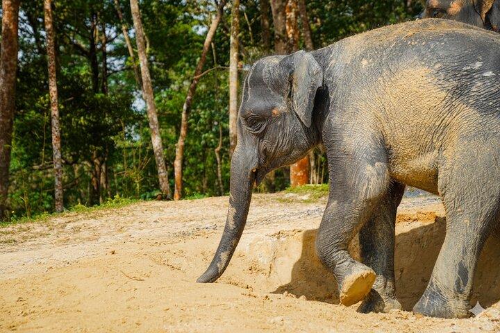 Phuket Ethical Elephant Sanctuary Guided Tour and Hotel Transfers