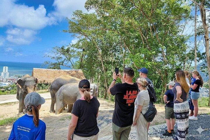 Phuket Highlight Tour Big Buddha Temple and Elephant Sanctuary