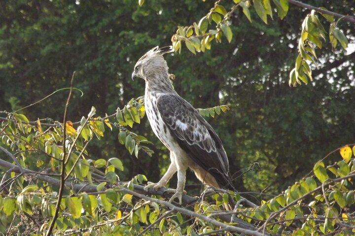 Udawalawe National Park Safari Tours