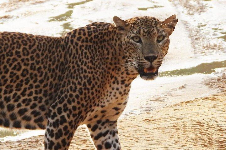 Sri Lanka Yala National Park Wildlife Private Tour