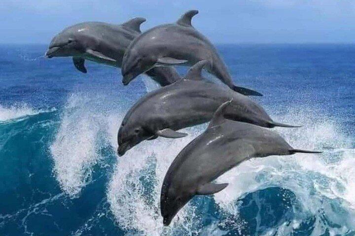 Zanzibar : Mnemba island dolphin tour, private & transfer+ lunch
