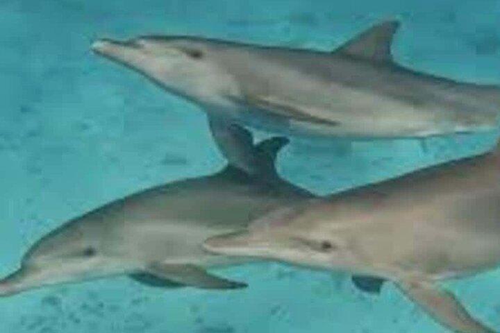 Zanzibar : Mnemba island dolphin tour, private & transfer+ lunch