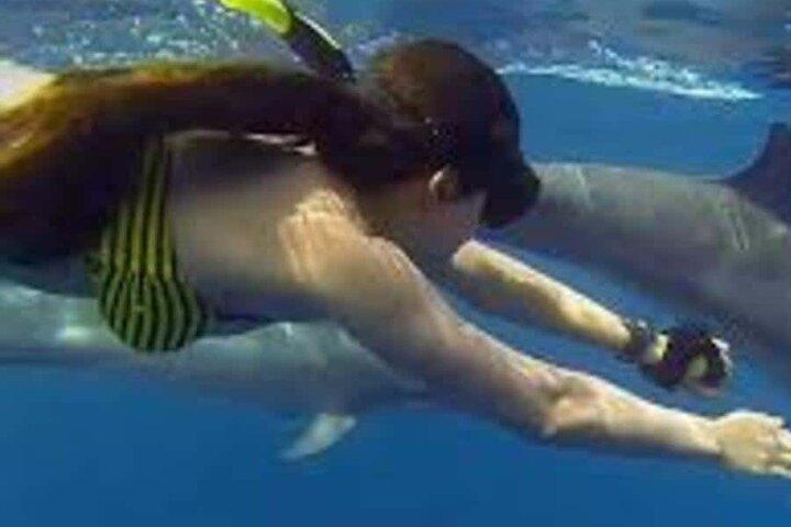 Zanzibar : Mnemba island dolphin tour, private & transfer+ lunch