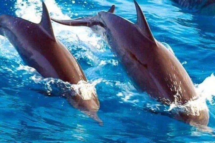 Zanzibar : Mnemba island dolphin tour, private & transfer+ lunch