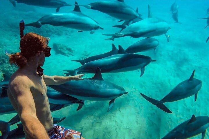 Zanzibar : Mnemba island dolphin tour, private & transfer+ lunch