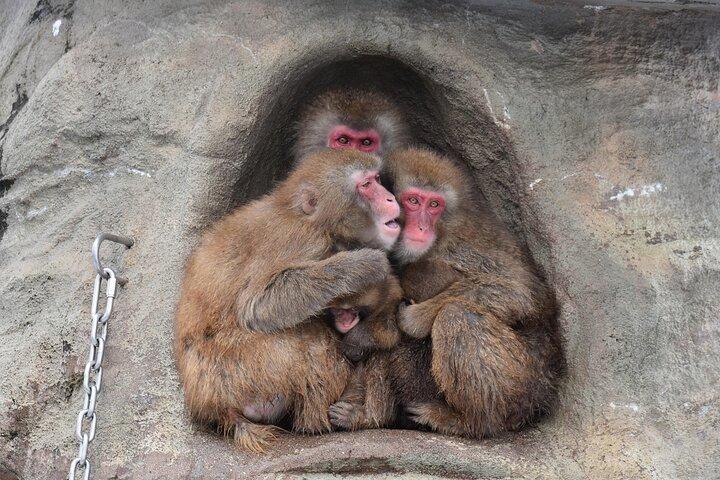 Snow Monkey Park & Zenkoji Private Tour (Customizable)