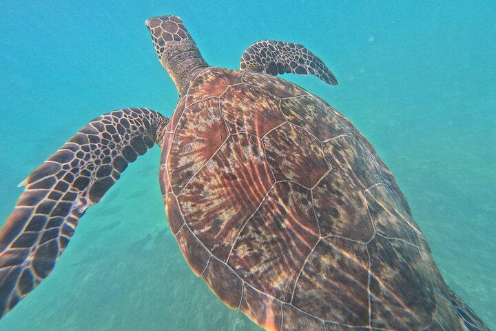 Daymaniyat Islands - Turtle Snorkel & Kayak Adventure