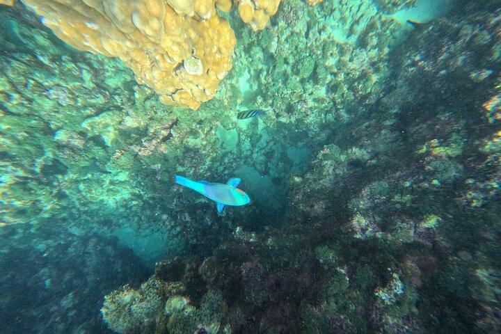 Daymaniyat Islands - Turtle Snorkel & Kayak Adventure