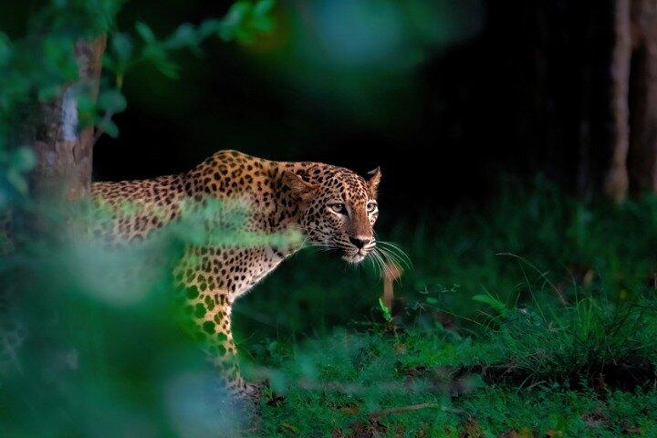 12 Days Private Round Tour Sri Lanka | Island Bliss Getaway