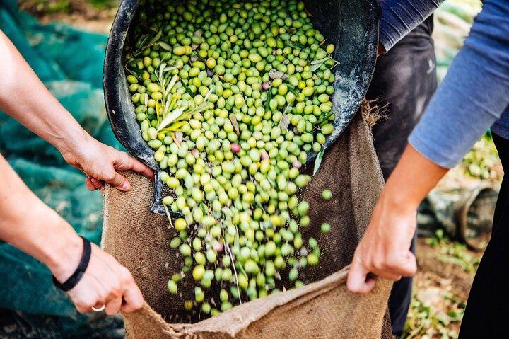 Katakolo:Olympia Guidedtour-Olive Grove-Cooking Class-Small Group