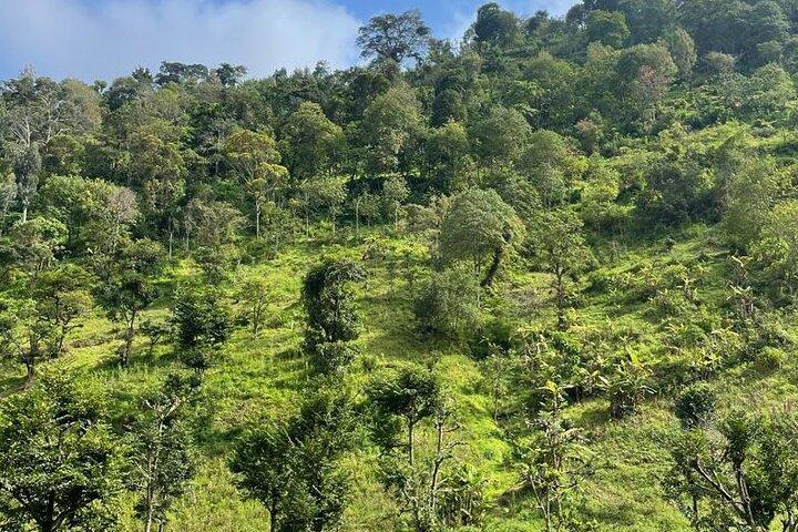 Materuni Waterfalls Coffee Tour and Kikuletwa Hot Springs.