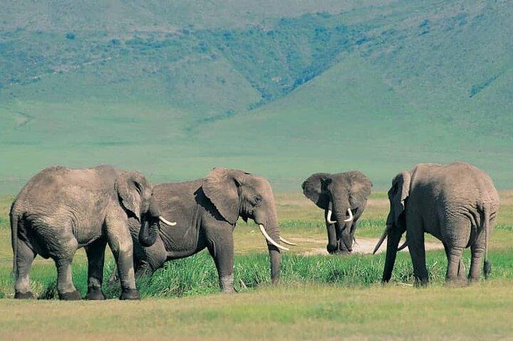 7 Day Tanzania Safari Adventure Serengeti and Ngorongoro