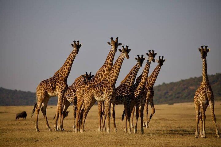 7 Day Tanzania Safari Adventure Serengeti and Ngorongoro