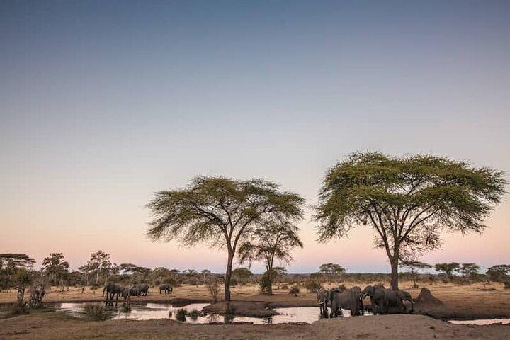 7 Day Tanzania Safari Adventure Serengeti and Ngorongoro