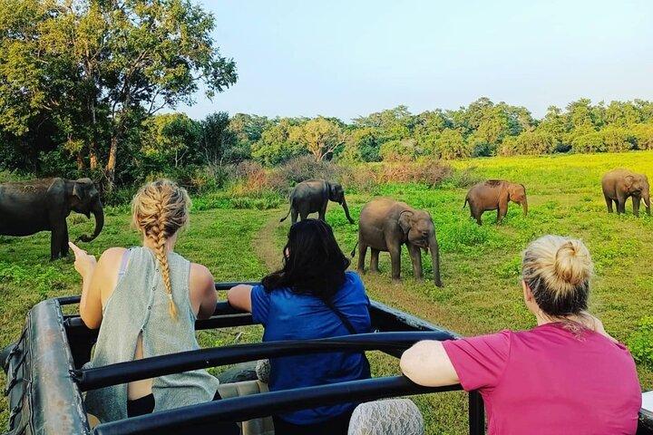 All Inclusive Safari at Minneriya National Park from Polonnaruwa