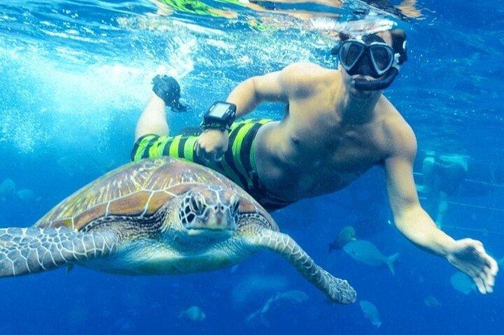 Semi Submarine Tour From Hurghada Makadi Soma Bay El Gouna Safaga
