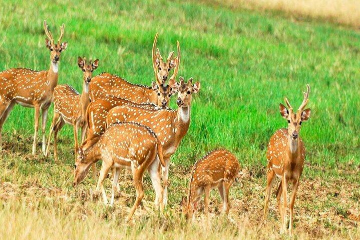 All Inclusive Safari at Minneriya National Park from Polonnaruwa