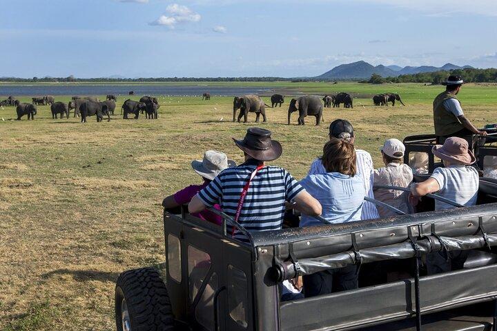 All Inclusive Safari at Minneriya National Park from Polonnaruwa