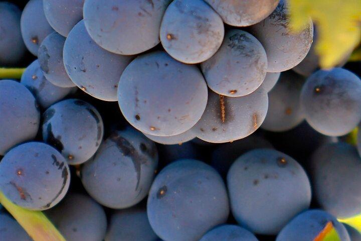 Visit Cuenca and a Vineyard in Spanish Tuscany from Madrid