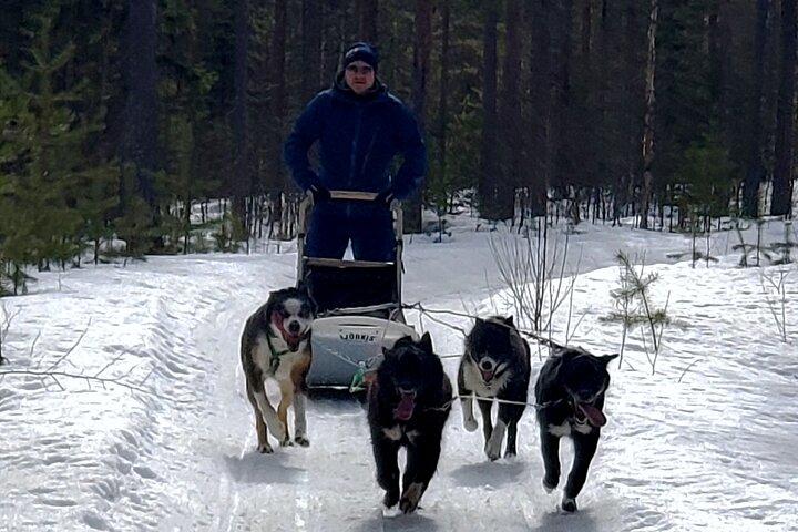 Rovaniemi Husky Safari - Self Drive Adventure 6-10km + BBQ