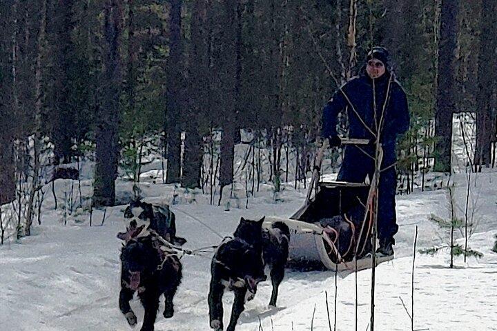 Rovaniemi Husky Safari - Self Drive Adventure 6-10km + BBQ