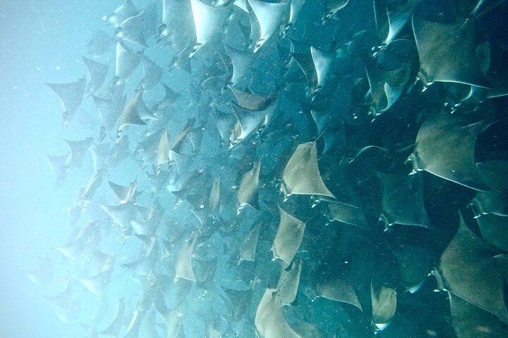 Snorkeling and whale watching Tour in Cabo