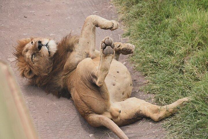 Day Trip to Ngorongoro Crater Garden of Eden