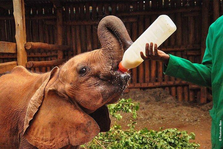 Nairobi Park and Giraffe Center Half Day Tour