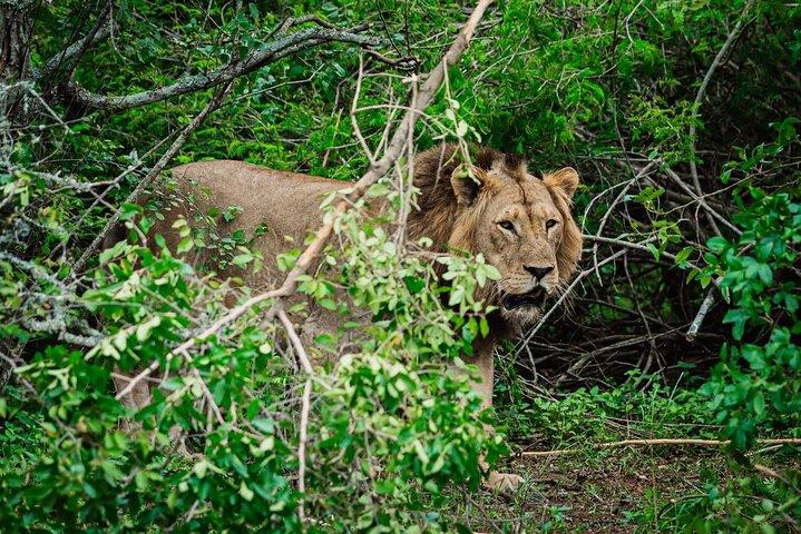 1-Day Safari to Akagera National Park with Big Five Adventure